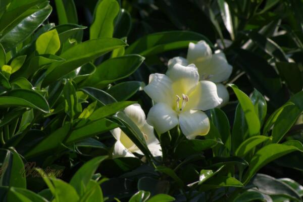 灰莉怎么養(yǎng)才開花