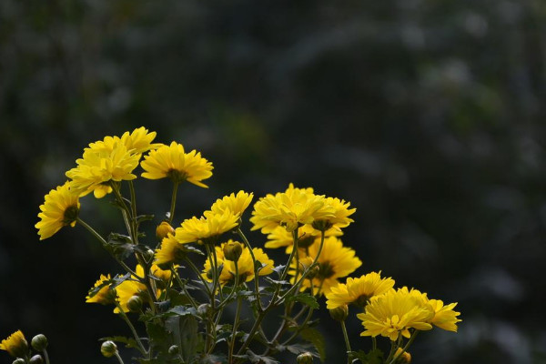 千頭菊開花期的養(yǎng)護