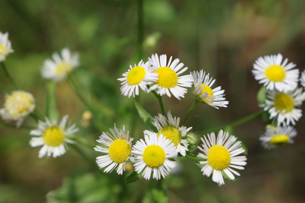 小雛菊怎么晾干花