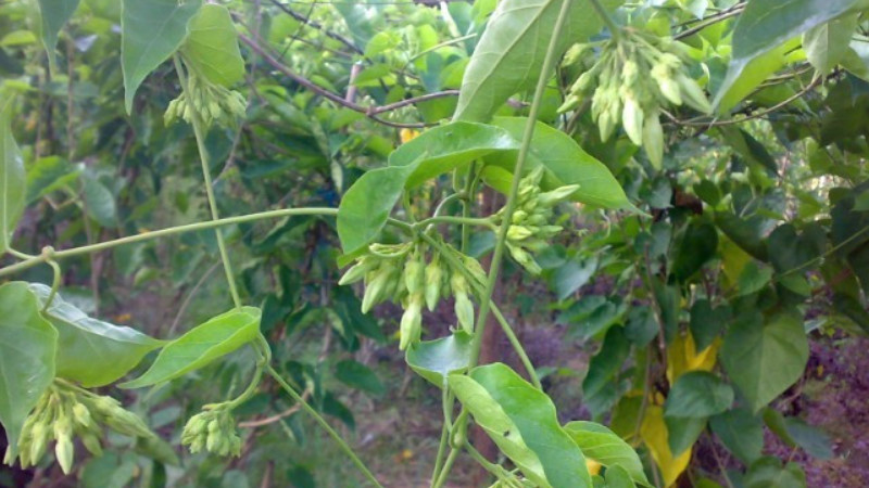 食用夜香花的種植