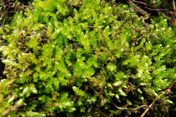 野生苔蘚的種植方法