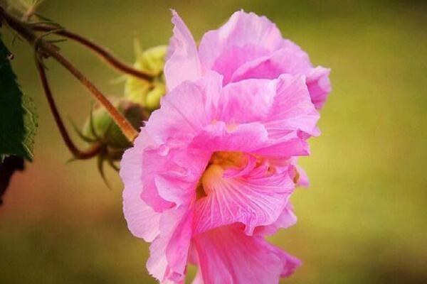 怎么用芙蓉花葉繁殖