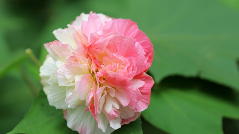 三醉芙蓉花養殖方法