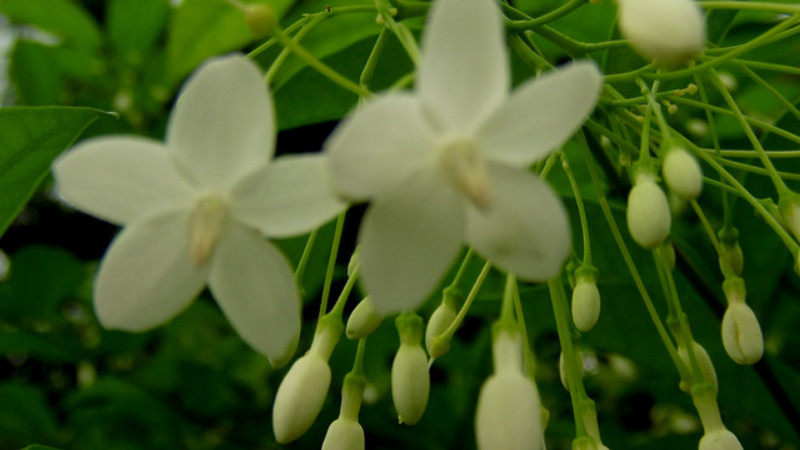 水梅花怎么澆水