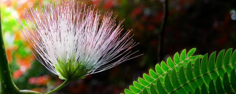 合歡花與芙蓉花的區別