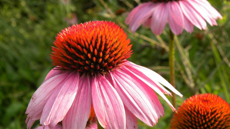 松果菊開花后怎樣修枝