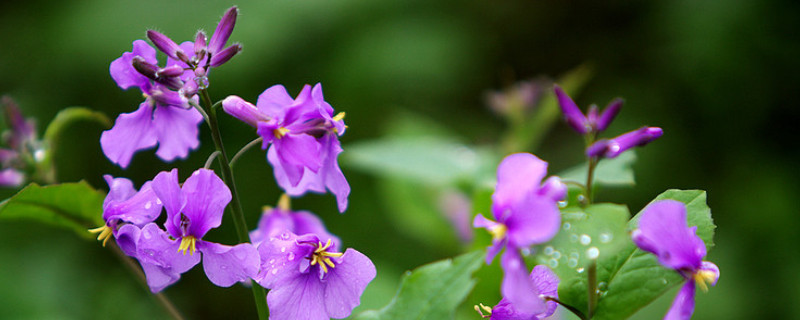 諸葛菜什么時候開花