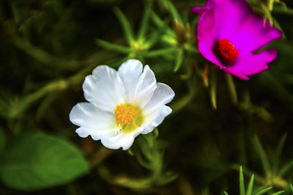 太陽花枯萎如何處理