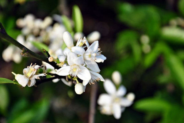 云香花的養殖方法