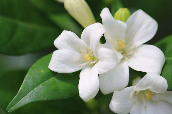 云香花的養殖方法