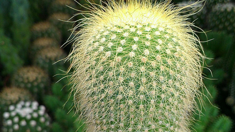 植物金絲猴如何養殖