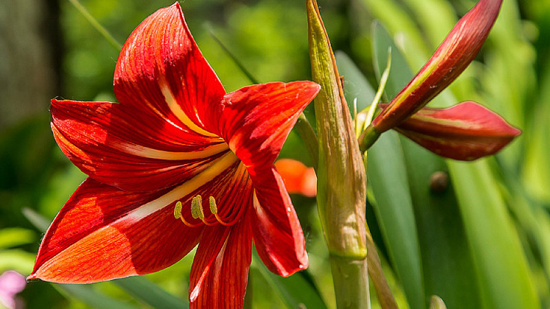 朱頂紅花期養(yǎng)護(hù)