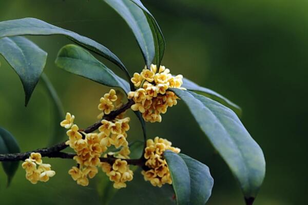 桂花葉芽花苞怎么區(qū)分