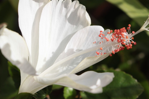 白色扶桑花花語