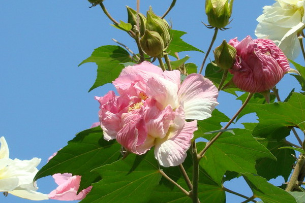 木芙蓉和扶桑花的區(qū)別