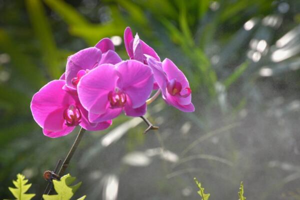 花生殼怎么發(fā)酵養(yǎng)蘭花