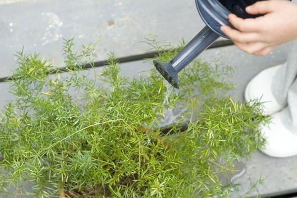 種花營養液怎么使用