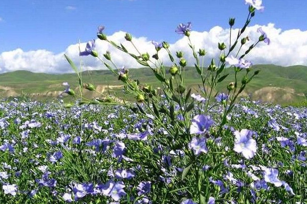 亞麻怎么種植