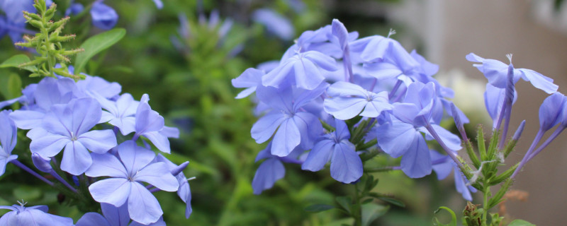 藍(lán)雪花葉子焦邊干枯