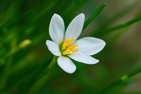 蔥蘭花怎么不開(kāi)花