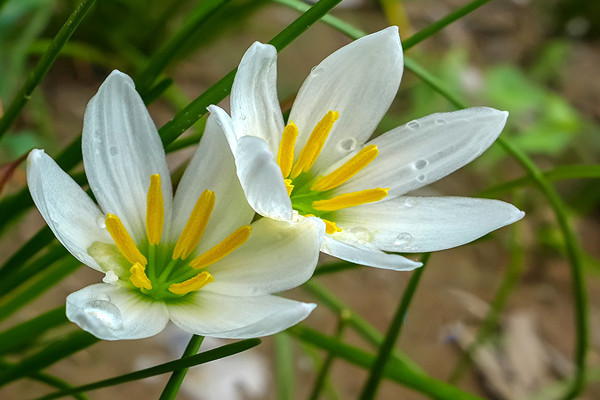 蔥蘭花怎么不開(kāi)花