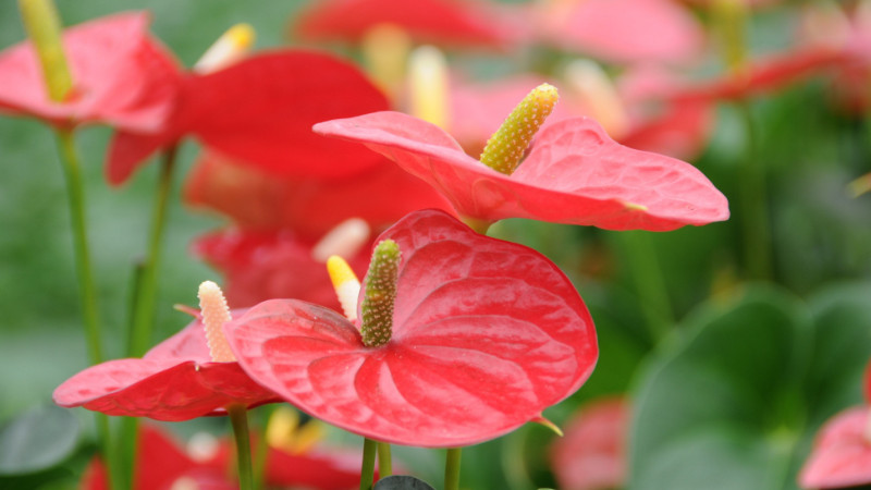 紅掌夏天怎么澆水