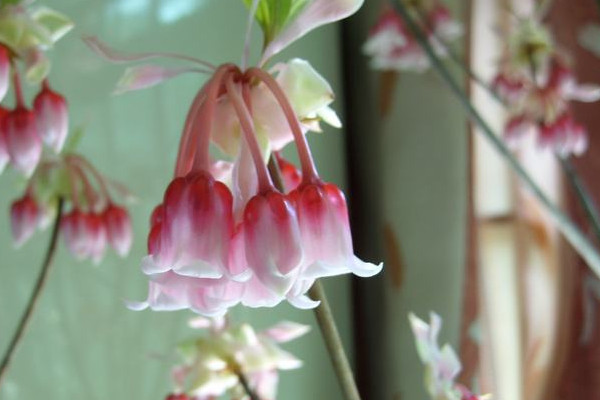 開過花的風鈴花怎么辦