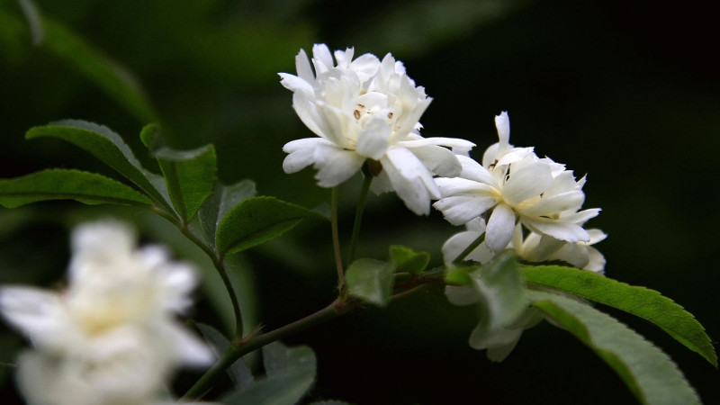 木香花和薔薇怎么分辨