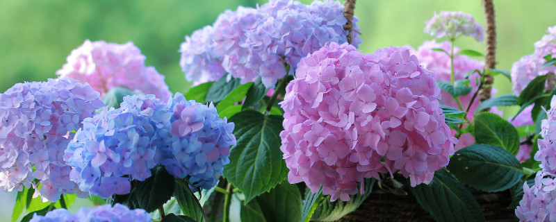 無盡夏怎么快速開花