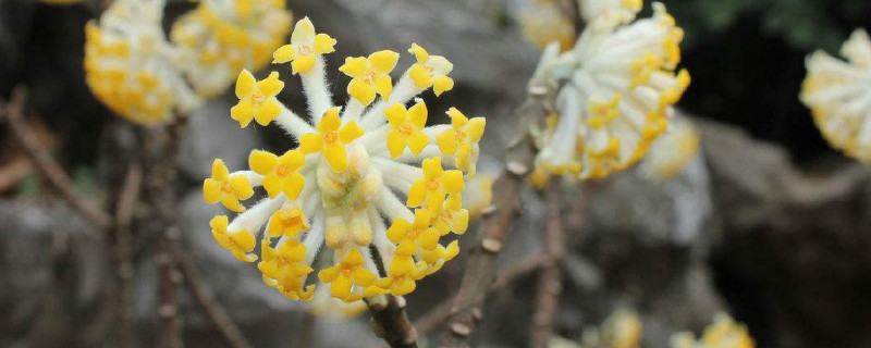 結香花可以剪枝嗎