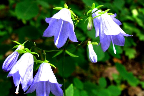 風鈴花蔫了怎么處理