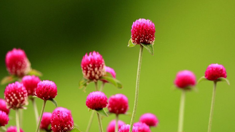 千日紅花語和寓意