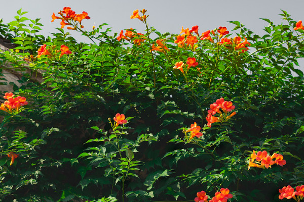 凌霄花怎么養開花多