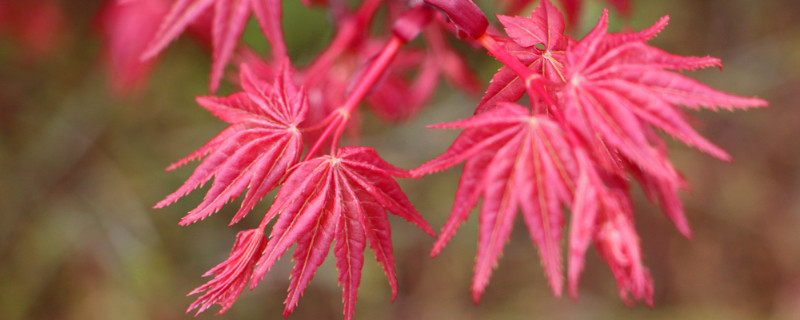 紅舞姬怎么澆水