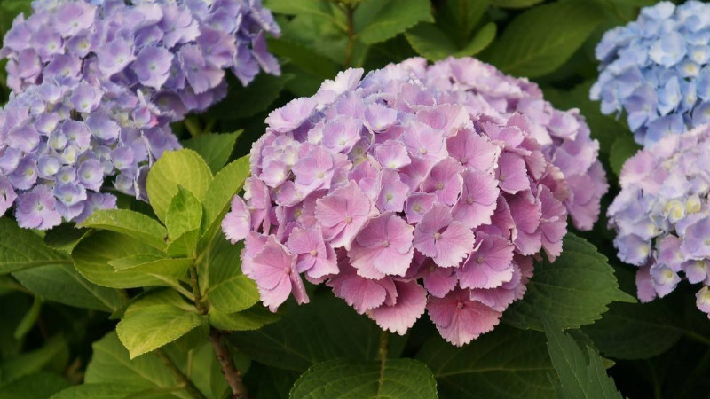 繡球花怎么壓枝