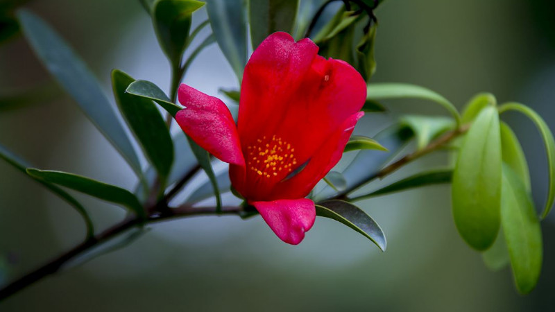 杜鵑紅山茶枯了怎么辦