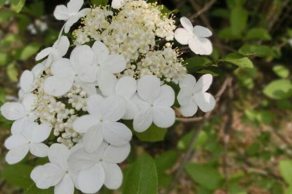 白瓊花花語