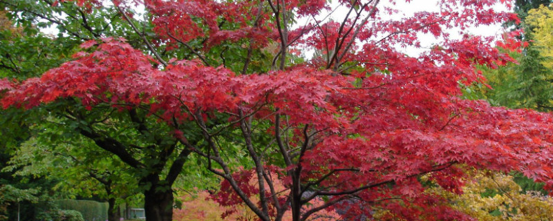 紅楓怎么過冬