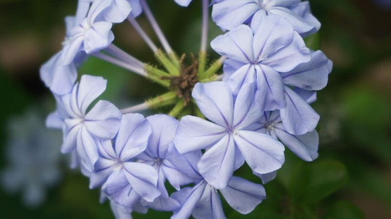 藍花丹怎么養