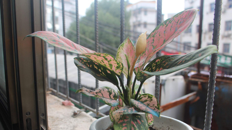 如意吉利紅植物怎么養