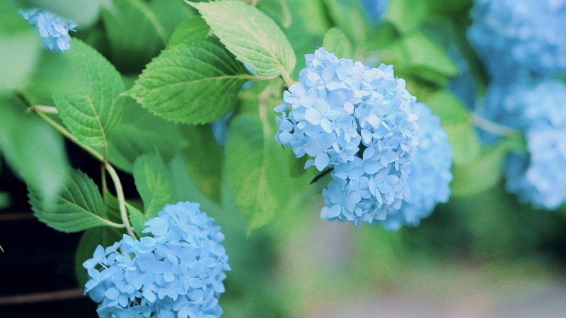 繡球花不長花苞怎么辦