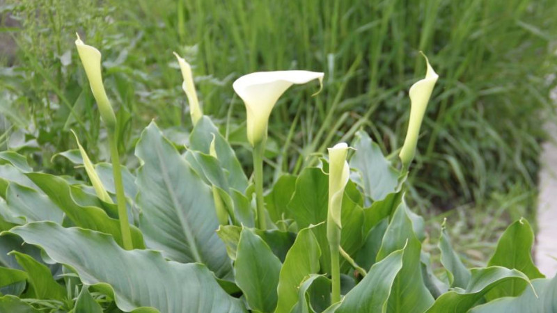 馬蹄蓮發芽后怎么養