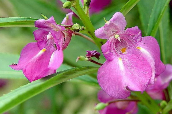 鳳仙花怎么移栽