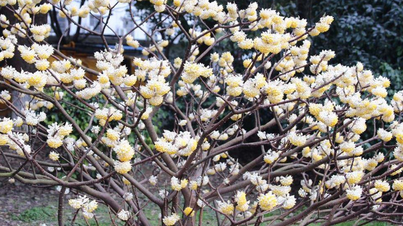 結香花葉子發黃怎么辦