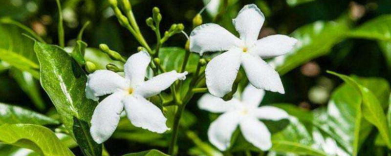 風車茉莉怎么養成花墻