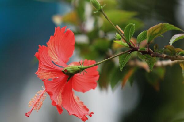 扶桑花秋季的養殖方法