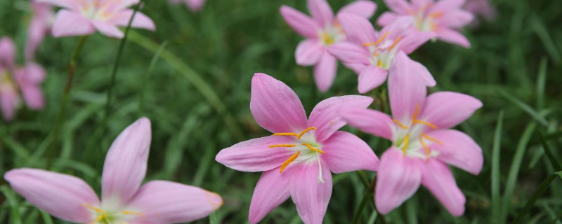 韭菜蘭不開花怎么回事