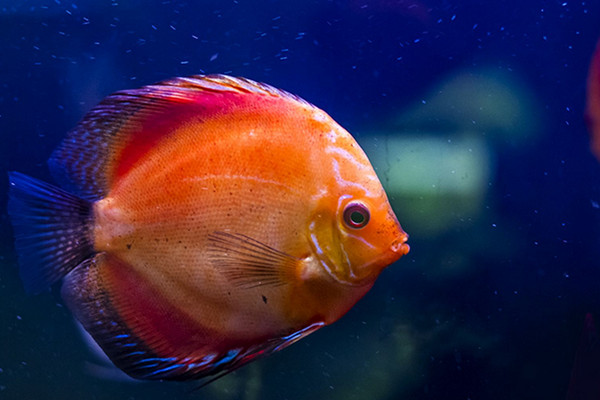 養魚的水有什么要求