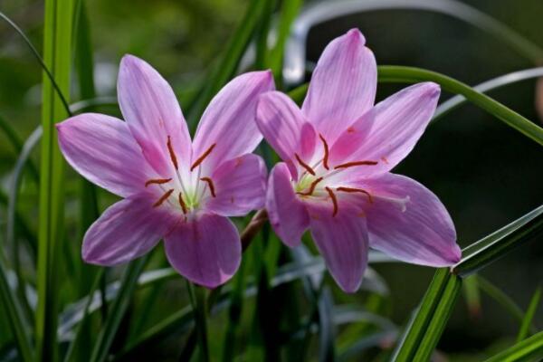 韭菜蘭不開花怎么回事