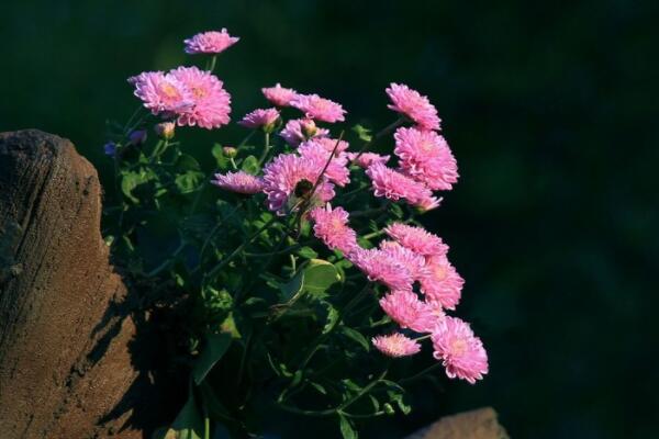 小菊花怎么養殖方法